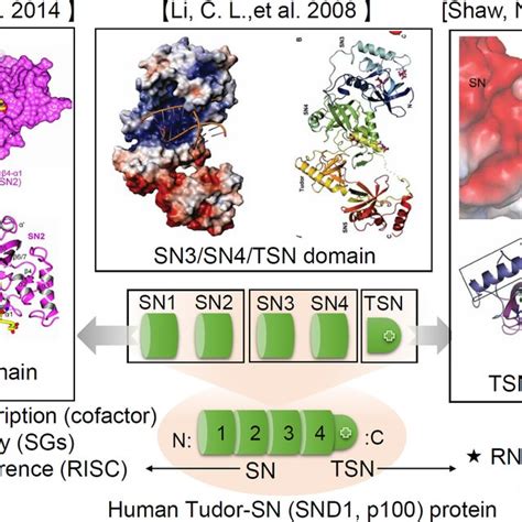 tudor protein